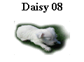 Daisy 08