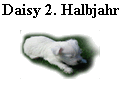 Daisy 2. Halbjahr