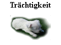 Trchtigkeit