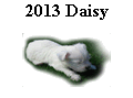 2013 Daisy