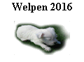 Welpen 2016